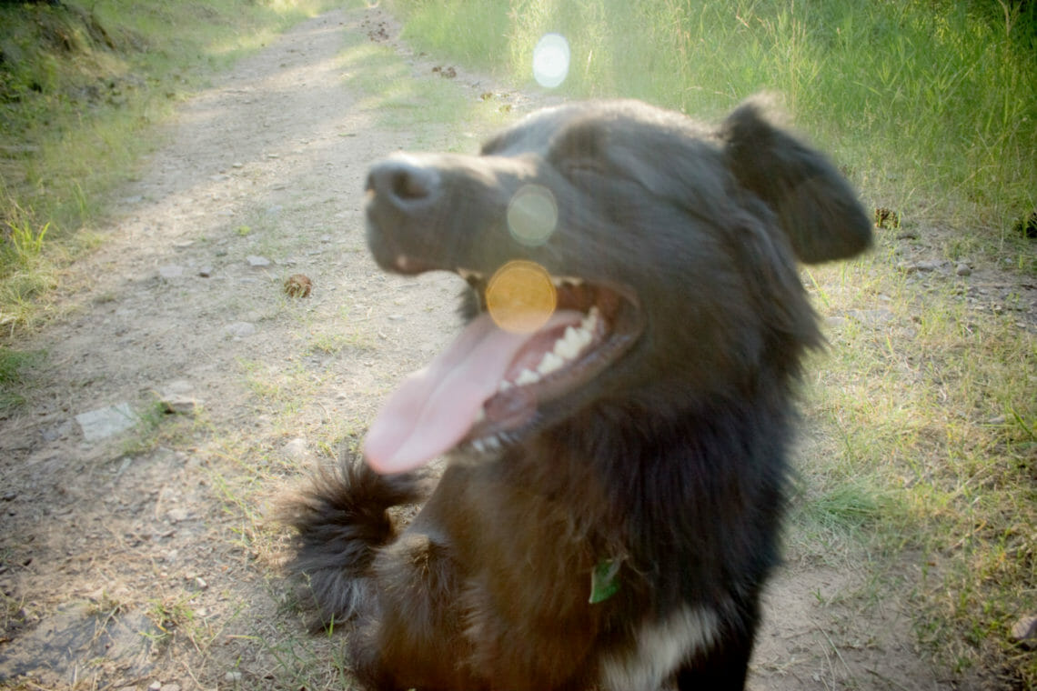 Dog Panting on a hot summer day
