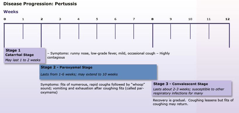 Chart showing the three stages of Pertussis disease progression