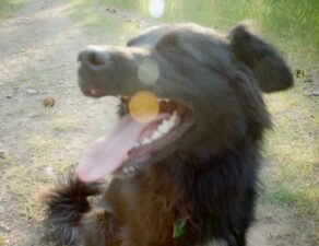 Dog panting in summer heat
